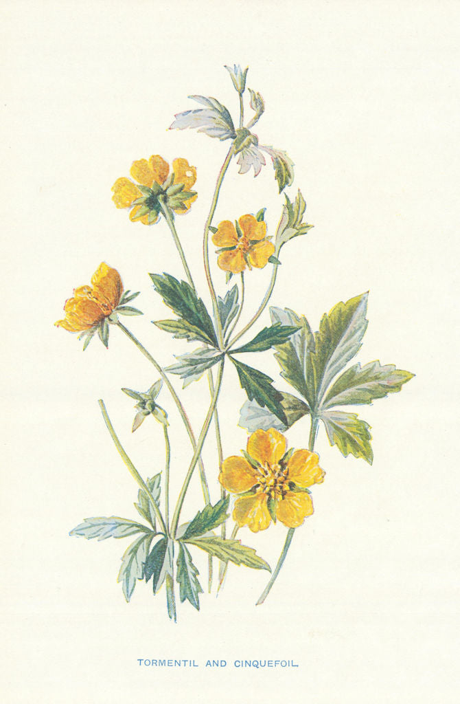 Tormentil & Cinquefoil. Wild Flowers by Frederick Edward Hulme c1895 old print